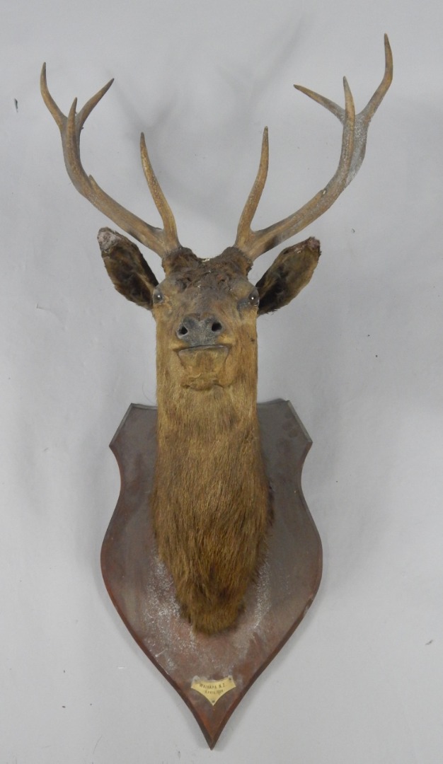 Appraisal: Taxidermy a Stag deer's head titled Wairapa New Zealand April