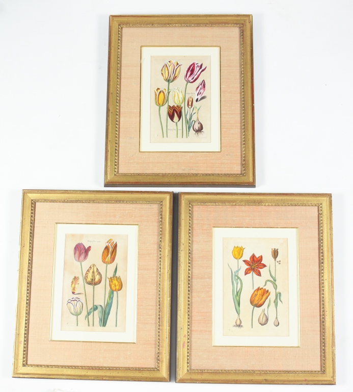 Appraisal: THREE JOHANN THEODORE DE BRY TULIP PRINTS Belgium - Hand-colored