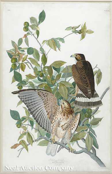 Appraisal: John James Audubon American - Broad-Winged Hawk Plate from Birds