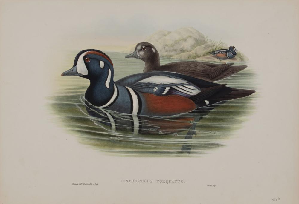 Appraisal: John Gould British - Histironicus Torquatas and Querquedula Circia two