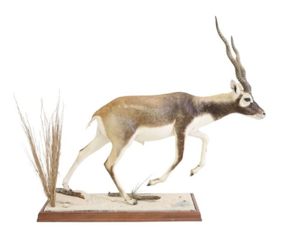 Appraisal: Taxidermy full body Blackbuck antelope walking on naturalistic ground encased