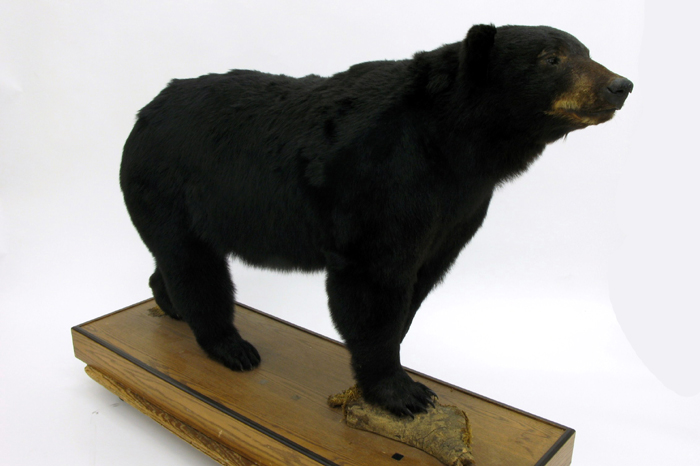 Appraisal: NORTH AMERICAN BLACK BEAR full trophy mount in walking pose