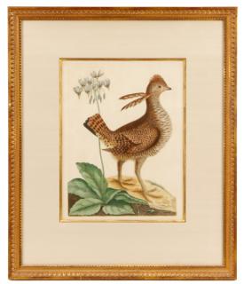 Appraisal: Mark Catesby Urogallus Minor Engraving Mark Catesby English active Southern