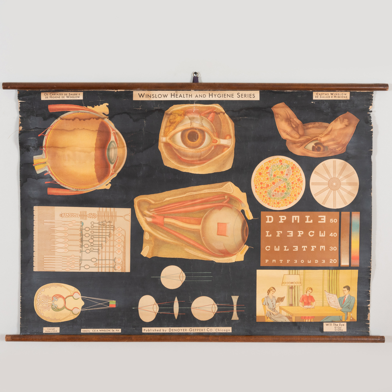 Appraisal: th Century School American Frohse Anatomical Charts The Digestive System