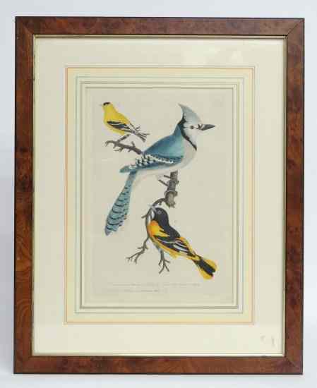 Appraisal: th c bird study print '' x ''