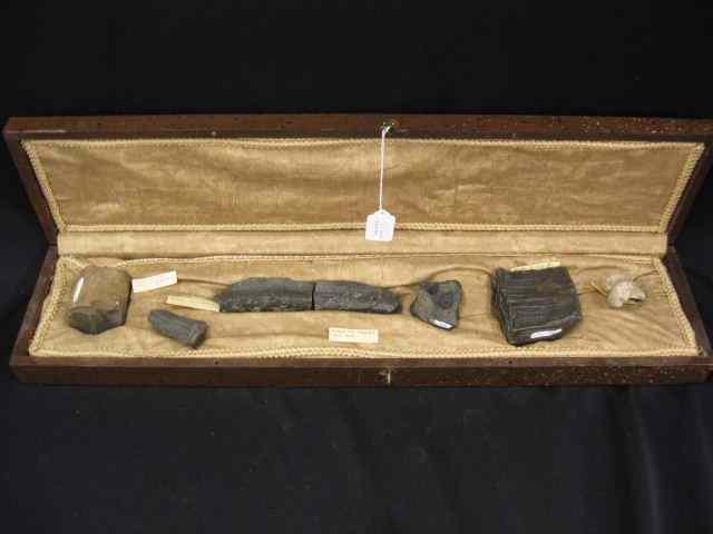 Appraisal: Collection of Fossils includes Mammouth more in display box