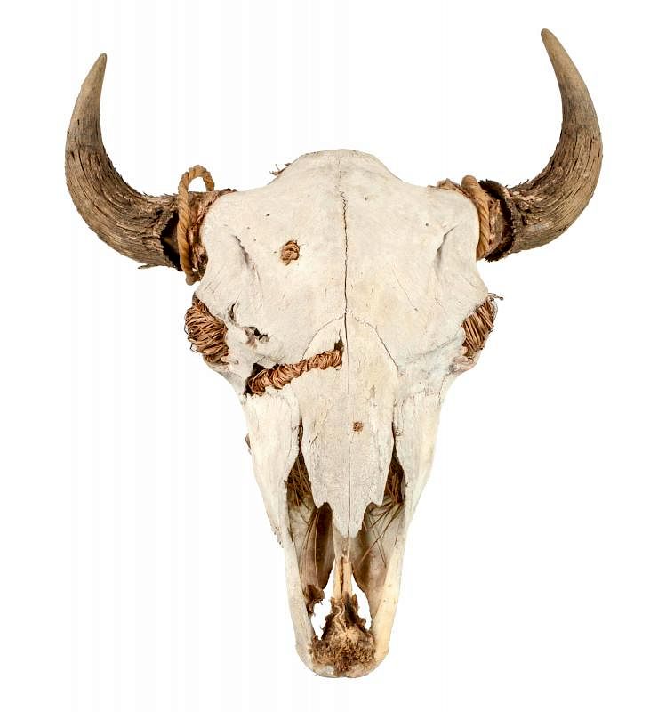 Appraisal: Large Authentic Buffalo Skull Nice western decor piece Packed with