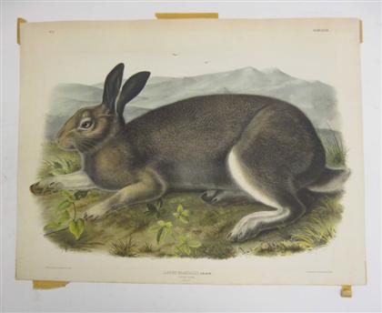 Appraisal: piece Hand-colored Lithograph Audubon J J Polar Hare Plate The