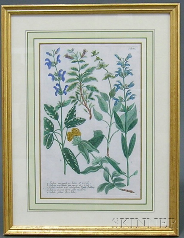 Appraisal: Pair of Continental Hand-colored Botanical Engravings th century each depicting