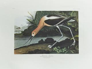 Appraisal: John James Audubon - American Avocet No Plate th c