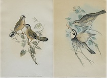 Appraisal: John Gould British - A lot of two bird prints