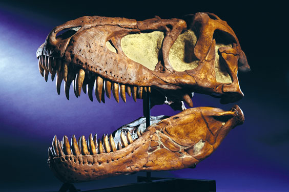 Appraisal: A HUGE MUSEUM CASTING OF A TYRANNOSAURUS BATAAR SKULL An