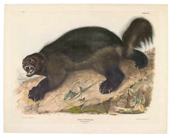 Appraisal: ANIMALS Audubon John James The Wolverine Plate XXVI Hand-colored lithographed