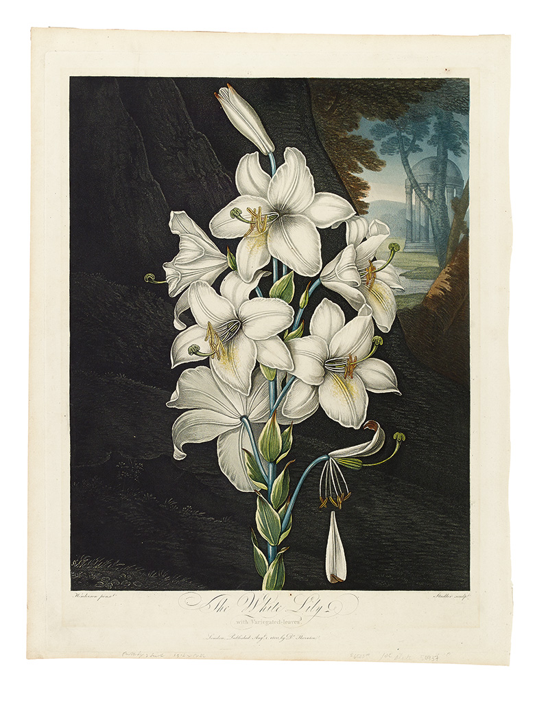 Appraisal: THORNTON ROBERT JOHN The White Lily with Variegated-leaves Hand-finished color-printed