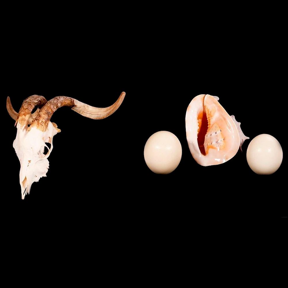 Appraisal: Four various animal items A conch shell two ostrich eggs