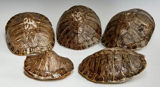 Appraisal: Group of Five Box Turtle Shells Mississippi Larg Group of