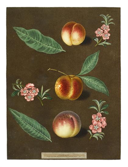 Appraisal: piece Aquatint Etching Printed in Color Finished by Hand Brookshaw