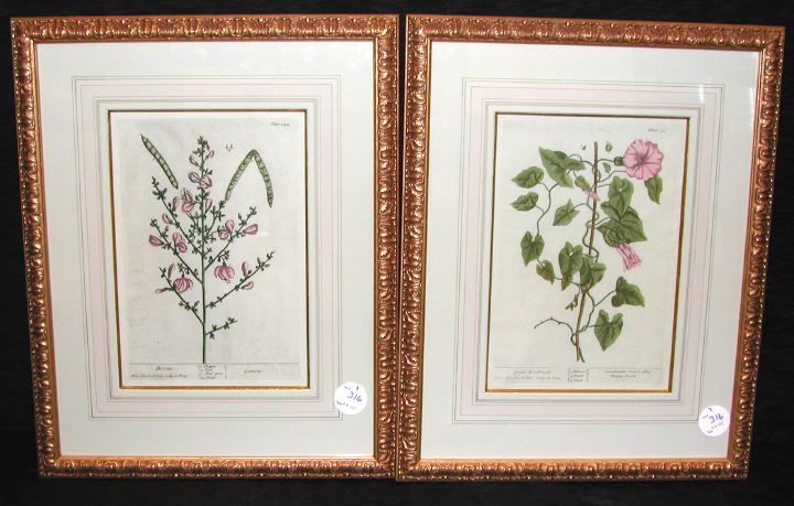 Appraisal: Elizabeth Blackwell British - Broom Mallow and Great Bindweed suite