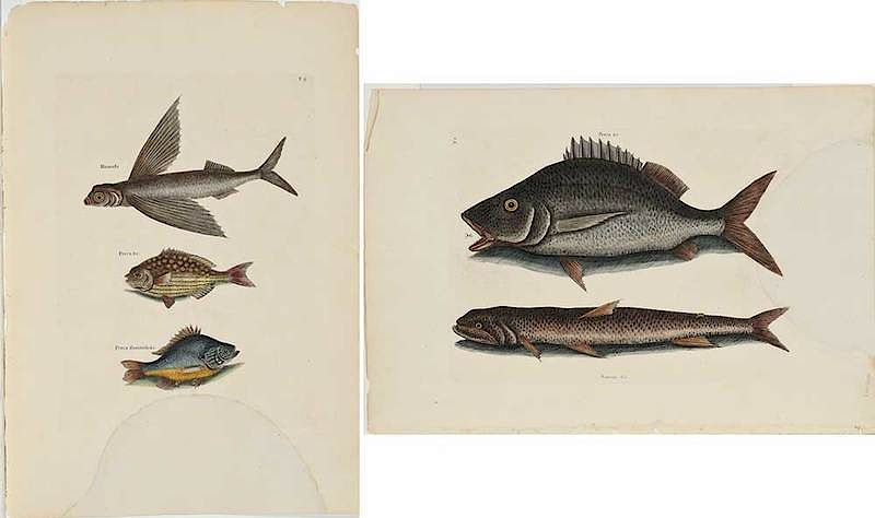 Appraisal: Mark Catesby British - Two fish plates T Hirundo Perca