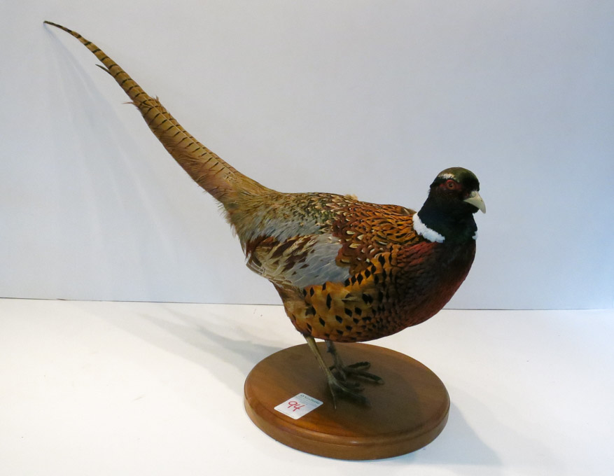 Appraisal: TAXIDERMY PHEASANT MOUNT ring-neck Pheasant mounted on round wood plinth