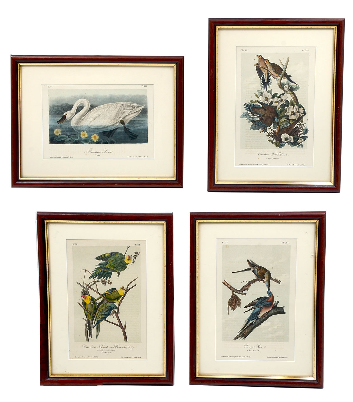 Appraisal: FOUR AUDUBON OCTAVO LITHOGRAPHS Carolina Parrot Carolina Turtle Dove Passenger