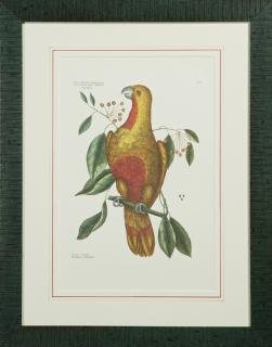 Appraisal: Mark Catesby - The Parrot of Paradise th c after