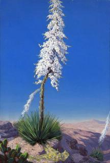 Appraisal: Conrad Buff Blooming yucca in a desert landscape signed lower