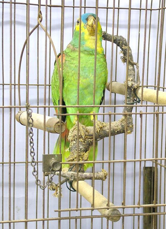 Appraisal: Taxidermy specimen of a parrot upon a branch within a