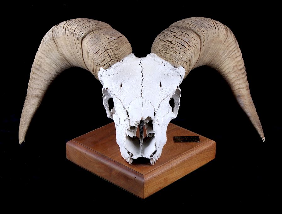 Appraisal: Rocky Mountain Ram European Mount on Plaque This lot features