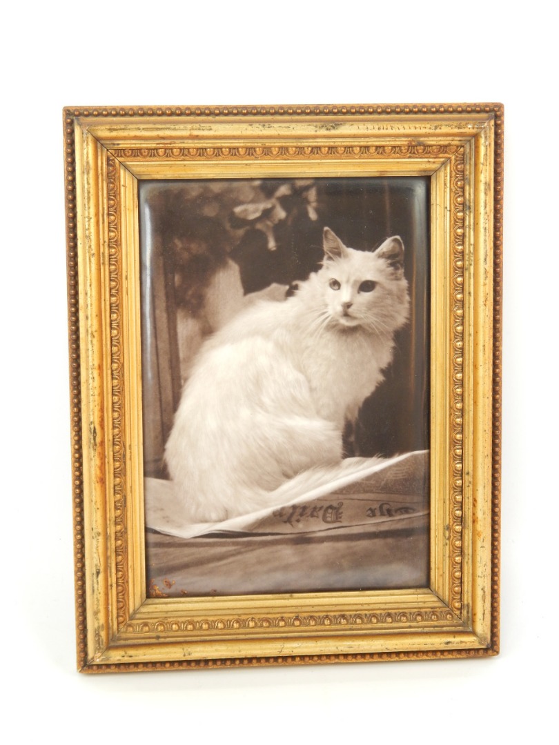 Appraisal: A photographic reproduction of a white cat printed on to