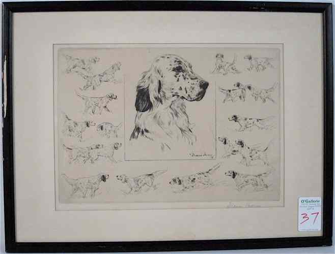 Appraisal: DIANA THORNE ETCHING New York born ''English Setter '' Image