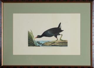 Appraisal: John James Audubon - Common Gallinule No Plate Amsterdam edition