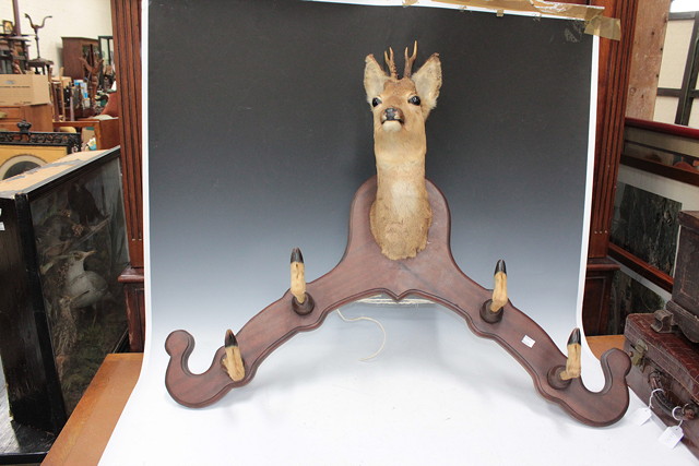 Appraisal: A PRESERVED YOUNG DEERS HEAD mounted on a shaped board