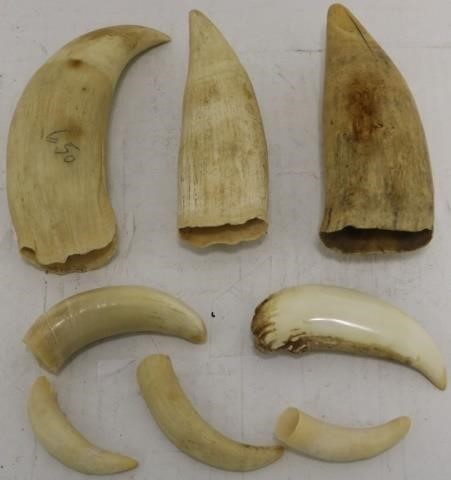 Appraisal: RAW WHALE TEETH TO LONG SHIPPINGRESTRICTION CAN NOT BE SHIPPED