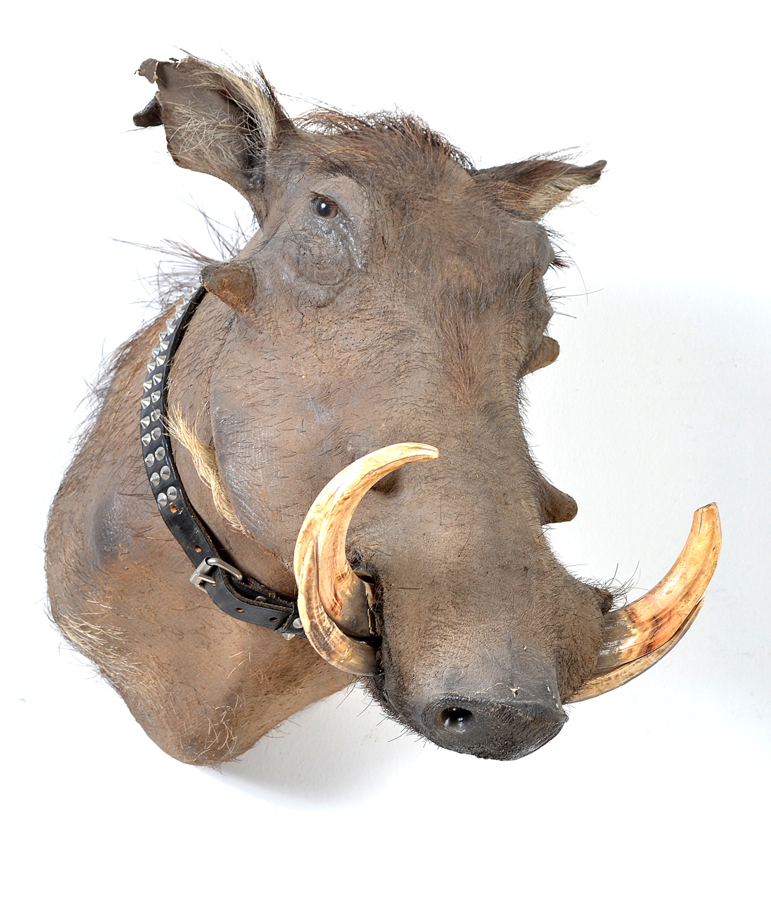 Appraisal: A TAXIDERMIED WILD BOAR HEAD WITH TUSKS CMS HEIGHT