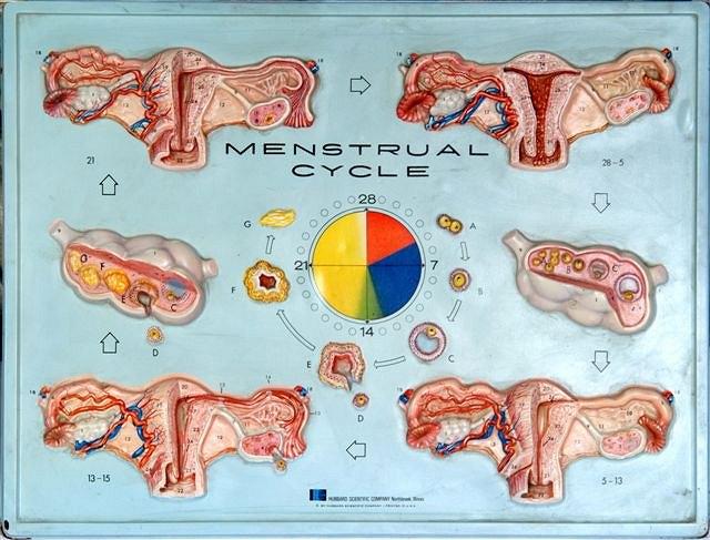 Appraisal: THREE COLOURED COMPOSITION MEDICAL LECTURE DISPLAY BOARDS by the Hubbard