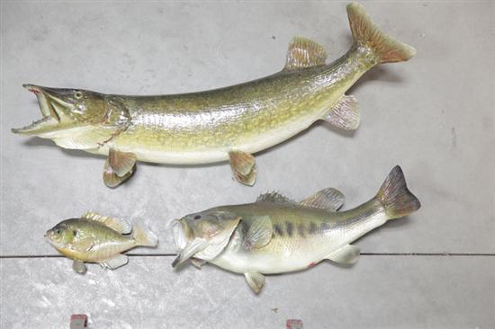 Appraisal: MUSKIE BASS AND BLUEGILL MOUNTS Two have open mouths bluegill