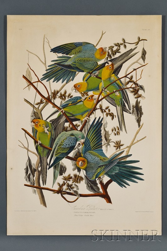 Appraisal: Audubon John James - Carolina Parrot Plate from The Birds