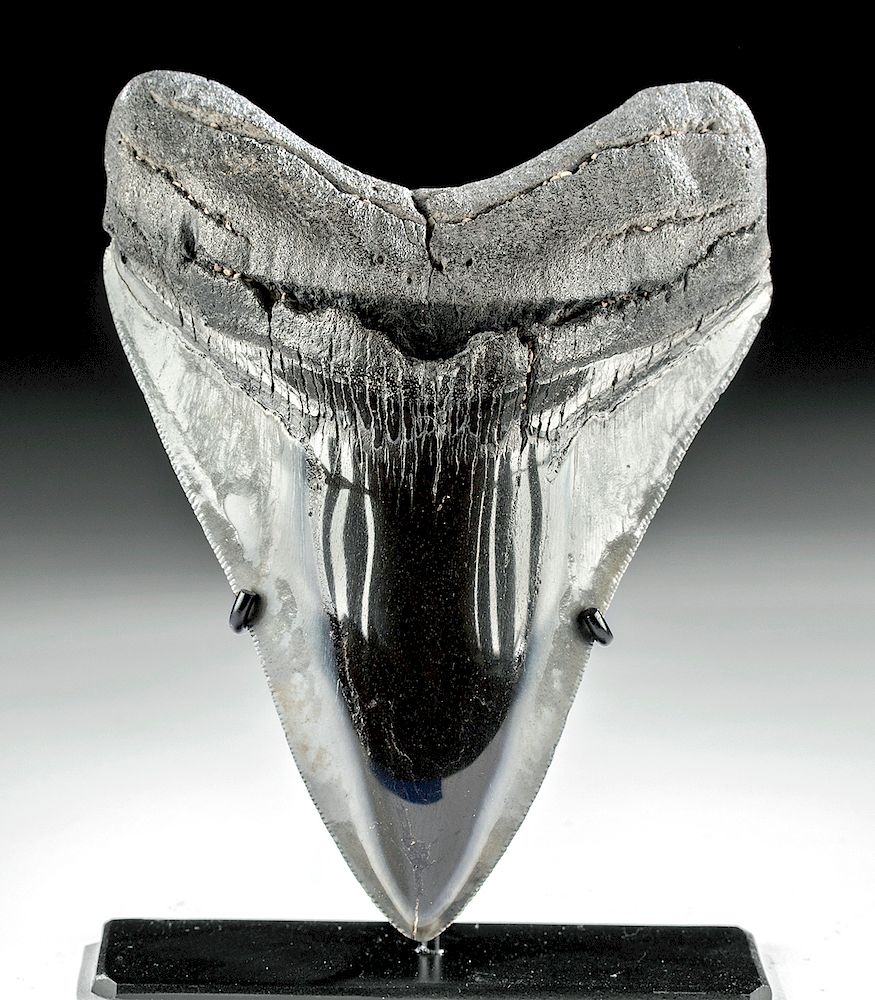 Appraisal: Fine Fossilized Megalodon Tooth Ancient seas ca million years ago