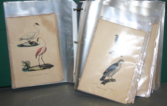 Appraisal: Birds Approx Color Lithographs from Vol V of an edition