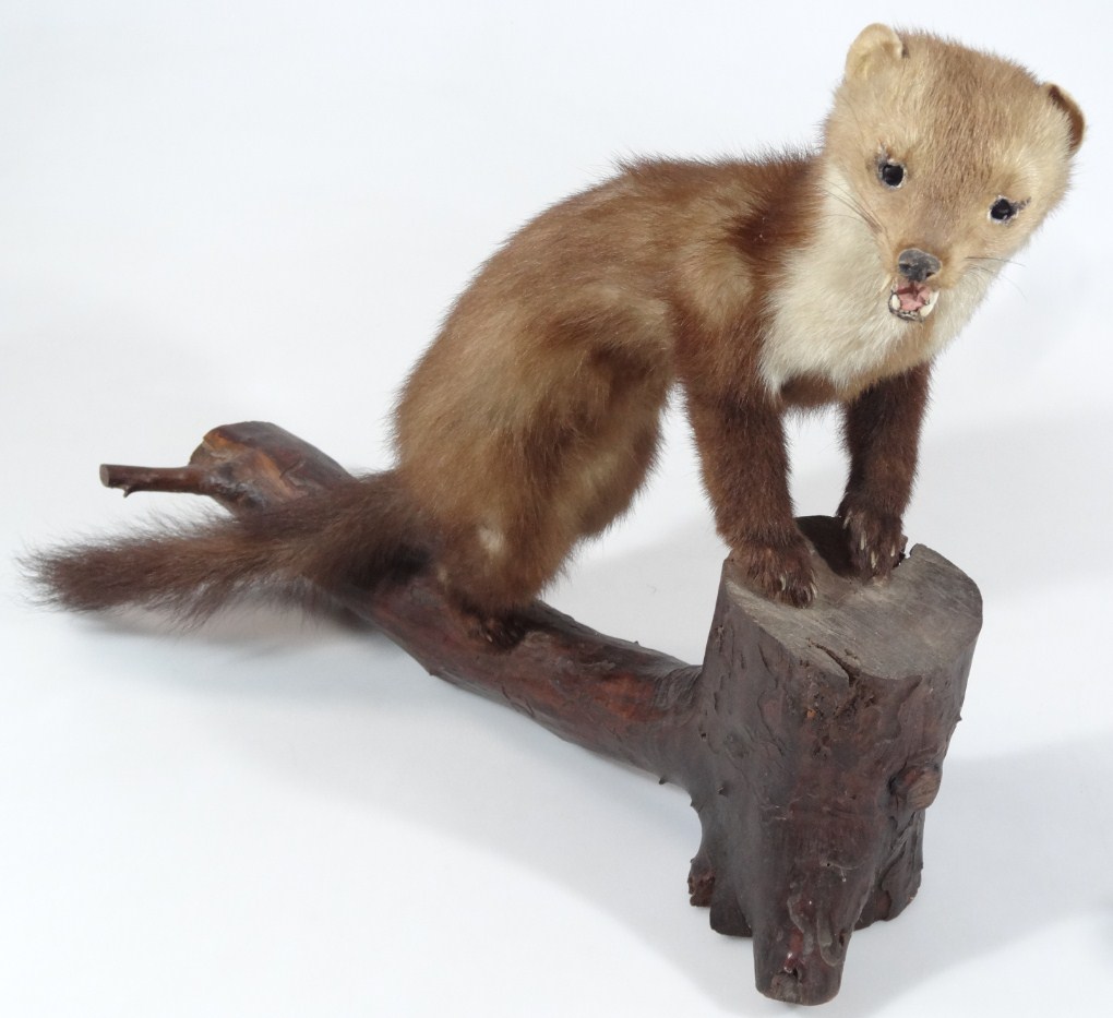 Appraisal: A thC taxidermy figure of a standing pine martin on