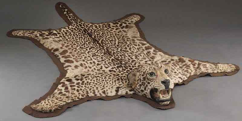 Appraisal: Taxidermy Jaguar rug This item may only be sold within