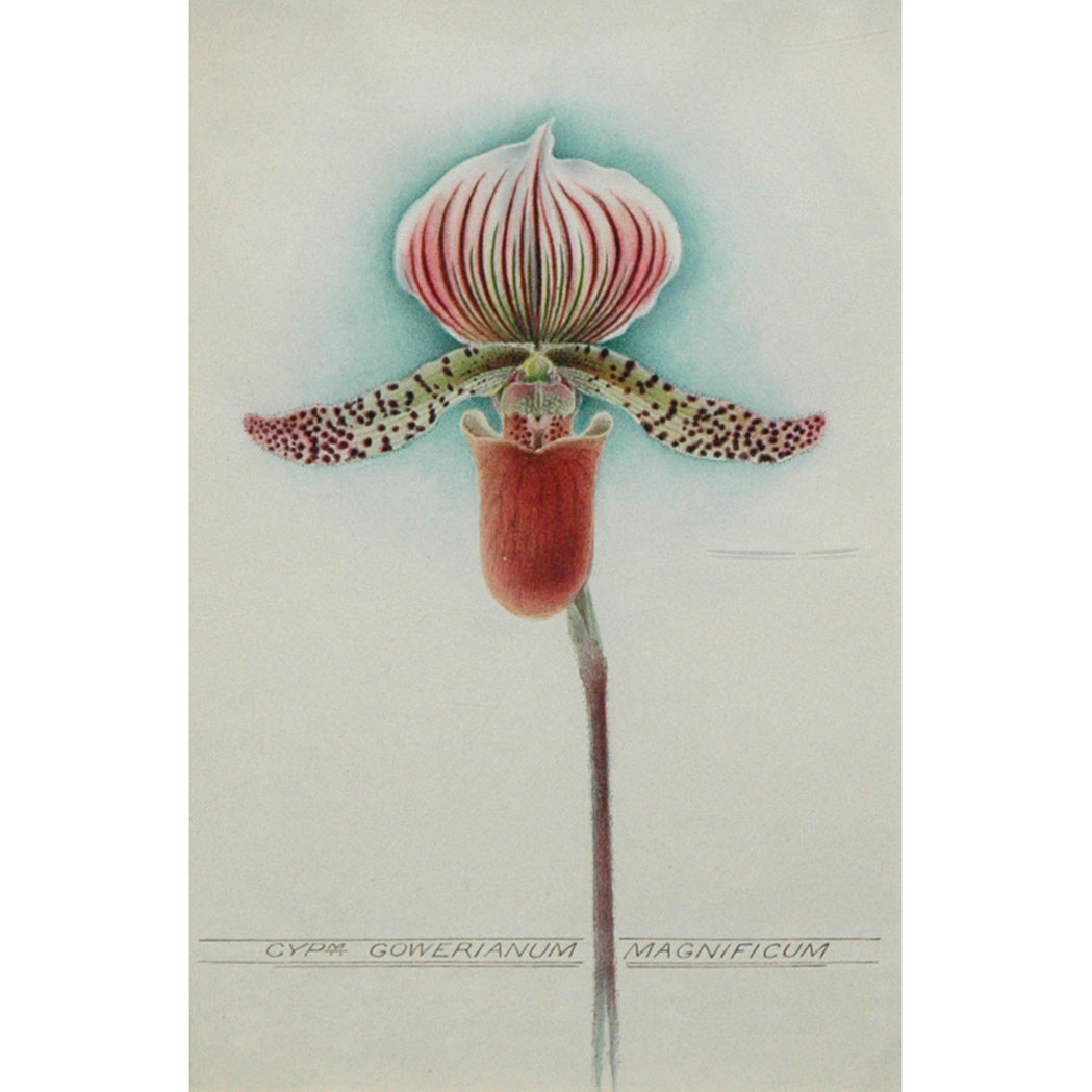 Appraisal: John Nugent Fitch British - Cypripedium Goweranium Magnificum and Cypripedium