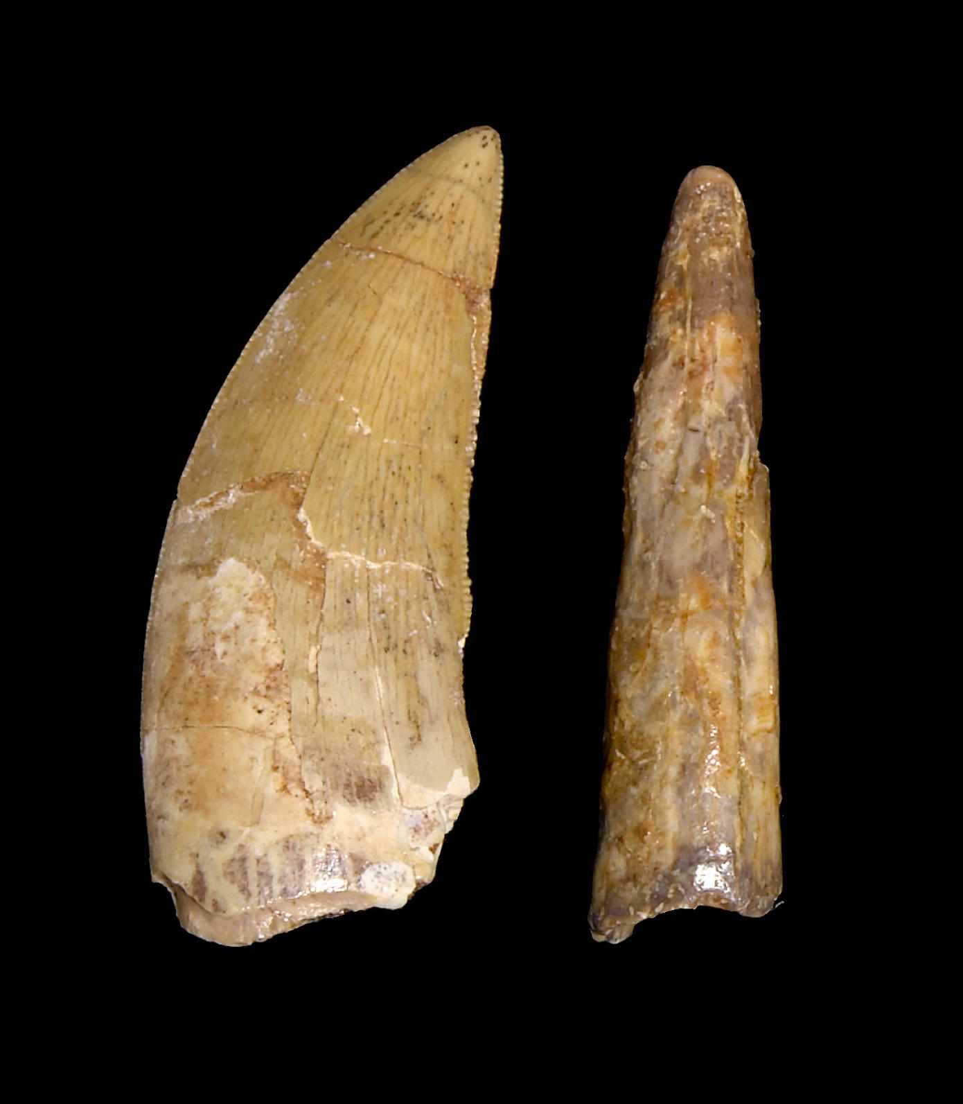 Appraisal: Without Reserve Two Teeth from Prehistoric African Predators Majungasaurus atopus