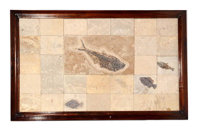 Appraisal: A THREE FISH FOSSIL PLAQUE Diplomystus Erispacara and Knightia largest