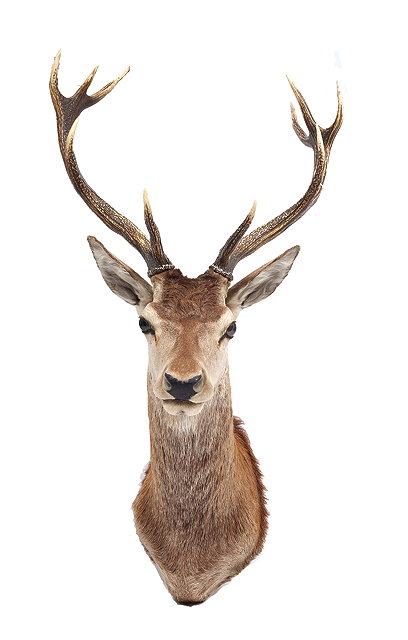 Appraisal: A WALL MOUNTED STAGS HEAD with a pair of ten