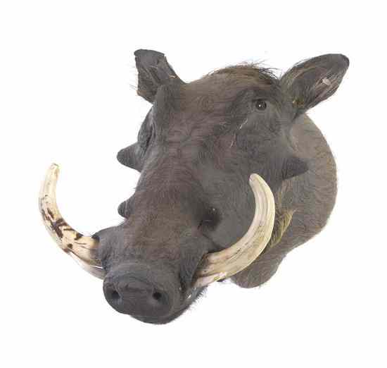 Appraisal: A Taxidermy Warthog Shoulder Mount Height inches