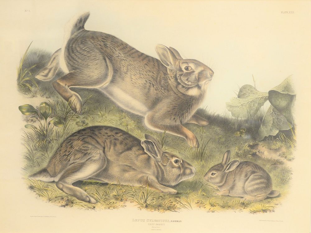 Appraisal: After John James Audubon American - Grey Rabbit plate XXII