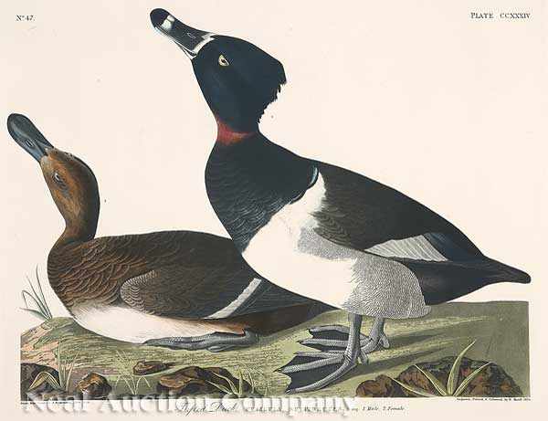 Appraisal: John James Audubon American - Tufted Duck Plate hand-colored engraving