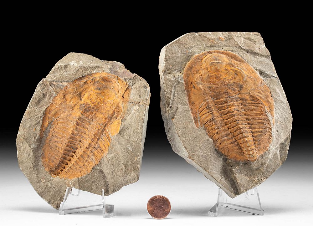 Appraisal: Fossilized Cambropallas Telesto Trilobite w Imprint Ancient Seas Morocco Eastern